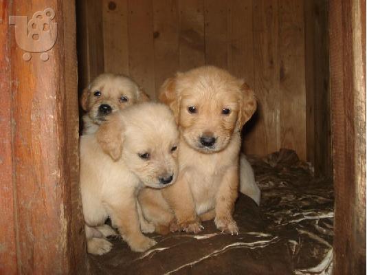 PoulaTo: Golden Retriever
